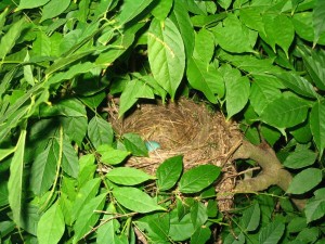 Nest der Wanderdrossel (Turdus migratorius)