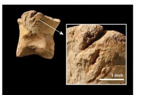 T. rex war im westlichen Nordamerika vor 65 Millionen Jahren der einzige Räuber, der solche Bissspuren hinterlassen konnte