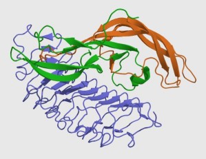 3D-Struktur von FSH (grün und orange), gebunden an den FSH-Rezeptor (blau)