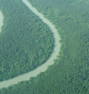 Mangrovenlandschaft im Ganges-Delta