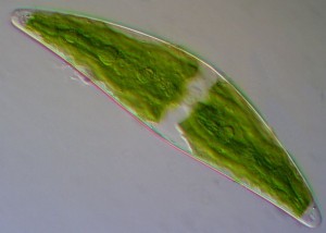 Alge der Art Closterium moniliferum