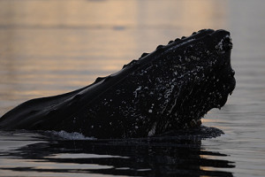Krill-Schwärme mit einer Gesamtbiomasse von rund zwei Millionen Tonnen lockten auch Massen von Walen an