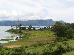 Reisfeld auf Sumatra, Indonesien