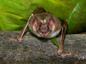 Der Gemeine Vampir - Desmodus rotundus