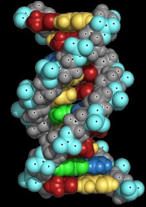 Modell eines DNA-Abschnitts
