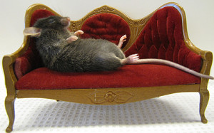 Fehlen Gene zur Steuerung des Enzyms AMPK, werden Mäuse zu Couch-Potatoes