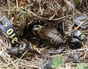 Weibliche Feldgrille (Gryllus campestris) vor ihrem Erdloch mit den Überresten ihres getöteten Partners