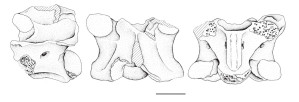 Rumpfwirbel des Augsburger Python (Zeichnung)