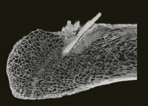CT-Aufnahme des Mastodonknochens mit eingebetteter Knochenspeerspitze