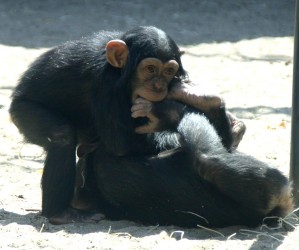 Zwei spielende junge Schimpansen