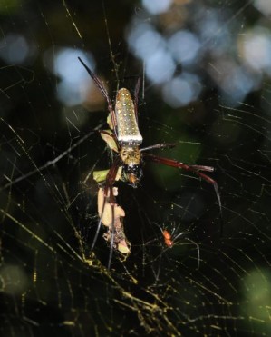 Riesenradnetzspinne (Nephila antipodiana) in ihrem Netz