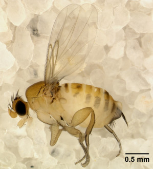 Eine zu den Phoridae (Buckelfliegen/Rennfliegen) zählende Apocephalus borealis