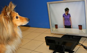 Augenbewegungen des Hundes werden per Versuchsanordnung überwacht