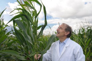 Professor Melchinger mit einigen Maispflanzen an der Universität Hohenheim