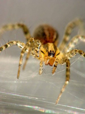 Die Pedipalpen einer Spinne sitzen vor dem ersten der vier Beinpaare.