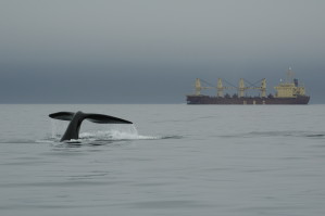 Wal-Fäkalien belegen, dass Lärm von Schiffsverkehr die Meeressäuger belastet