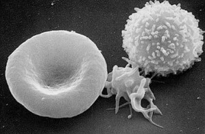 Die drei Arten von Blutzellen: Erythrozyt, Thrombozyt, Leukozyt (von links nach rechts) im Rasterelektronenmikroskop