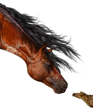 Groß trifft klein: Die frühesten Pferde waren deutlich zierlicher als die heutigen
