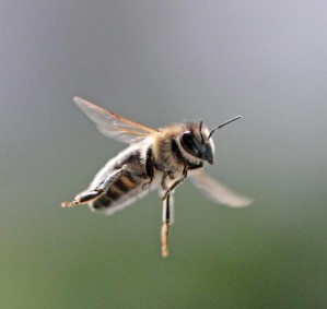 Eine Honigbiene (Apis mellifera) auf dem Rückflug zu ihrem Stock