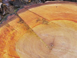 Lignin, ein wichtiger Holzbestandteil, kann als Rohstoff für umweltfreundliche Kathoden dienen.