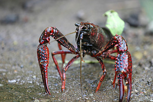 Der Rote Amerikanische Sumpfkrebs (Procambarus clarkii) bevorzugt Temperaturen von 21,8 bis 25,9 Grad Celsius.