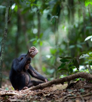 Wilder Schimpanse beim Nüsseknacken