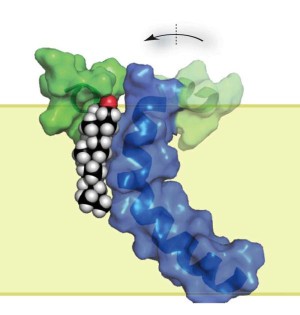 Struktur des Proteins C99 (grün und blau), einem Vorläufer des Beta-Amyloids, mit gebundenem Cholesterin (schwarz, weiß, rot)