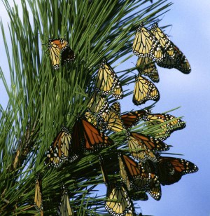 Monarchfalter (Danaus plexippus) rasten auf ihrer langen Wanderung.