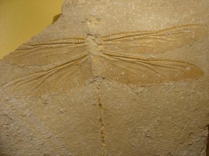 Fossilabdruck einer Libelle aus dem Jura (Museum Mensch und Natur, München)