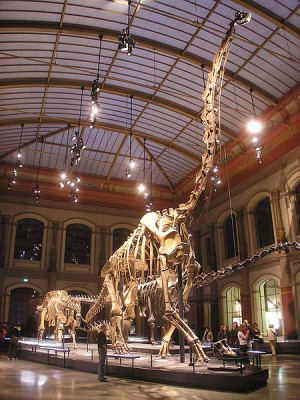 Rekonstruktion des Skeletts von Giraffatitan brancai im Naturkundemuseum Berlin