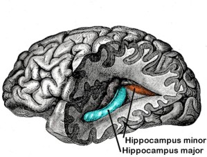 Neurale Stammzellen befinden sich unter anderem in der Gehirnregion des Hippocampus.