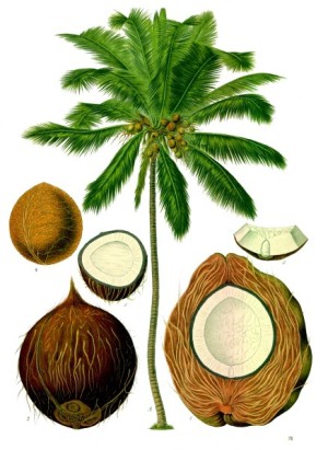 Kokospalme mit Frucht