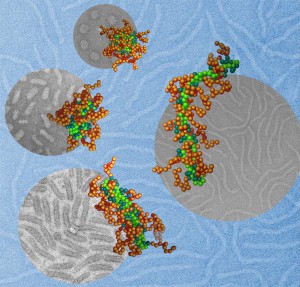 Die Molekülmodelle im Vordergrund (DNA = hellgrün, Polymer = dunkelgrün und braun) stimmen gut mit den entsprechenden durch Transmissions-Elektronenmikroskopie erhaltenen Aufnahmen der Nanopartikel im Hintergrund (grau) überein.