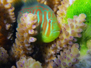 Die Korallengrundel Gobidon histrio lebt in Symbiose mit der Steinkoralle Acropora nausuta und schützt sie vor Schäden durch die giftige Haaralge Chlorodesmis fastigiata (ganz rechts).