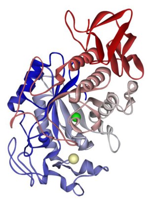 Molekülmodell der menschlichen alpha-Amylase aus der Speicheldrüse