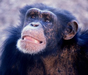 Schimpansen erleben ähnlich wie der Mensch eine Midlife-Crisis