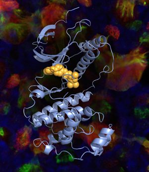 Ein synthetisch hergestellter Hemmstoff (gelb) lagert sich an das Enzym MAPK13 (grau) und verringert so die Schleimproduktion in Zellen der Atemwege.