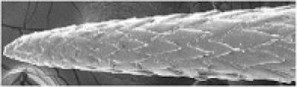 Die Spitze eines synthetischen Stachelschweinstachels unter dem Mikroskop