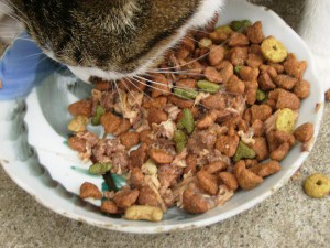 Eine Mischung aus Feucht- und Trockenfutter kommt dem Nährstoffbedarf von Katzen entgegen.