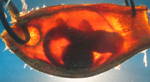 Die Forscher beobachteten die Reaktionen der Hai-Embryos in der Eihülle. 