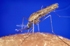 Die Malaria-Mücke Anopheles gambiae