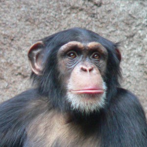 Schimpanse (Pan troglodytes) aus dem Zoo Leipzig
