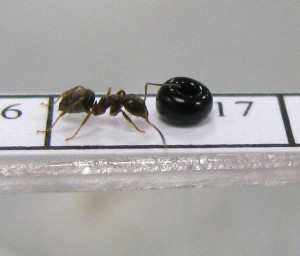 Die Schwarze Wegameise (Lasius niger) hält eine schwarze Perle mit Nestgeruch für ein Mitglied ihrer Kolonie.