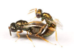 Nasonia vitripennis-Wespen bei der Paarung