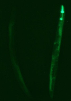 Immunfluoreszenz macht sichtbar, wie das von Bakterien produzierte NO aus dem Darm in Körperzellen des Wurms eindringt (rechts); in Würmern ohne diese Bakterien lässt sich kein NO nachweisen (links).