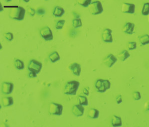 Lichtmikroskop-Aufnahme der Mikrokristalle Photosystem II, die in der Kombination von Röntgenbeugung und –emissionsspektroskopie am LCLS untersucht wurden. Der schwarze Strich entspricht 20 Mikrometern, die Kristalle sind im Durchmesser 15 Mikrometer groß