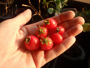 Tomaten aus Bioanbau haben mehr Stress. 