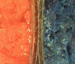 Ohne Bedrohung durch parasitoide Wespen bevorzugen die Taufliegen zur Eiablage alkoholfreie Nahrung (blau eingefärbt) gegenüber alkoholhaltiger Nahrung (rot eingefärbt), auf der sich die Larven (weiß) entwickeln.