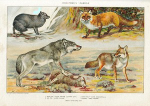 Einige Vertreter der Canidae: Polarfuchs (Vulpes lagopus), Rotfuchs (Vulpes vulpes), Mackenzie-Wolf (Canis lupus occidentalis) und Kojote (Canis latrans)