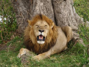 Männliche Löwen haben einen schlechten Ruf als Jäger.